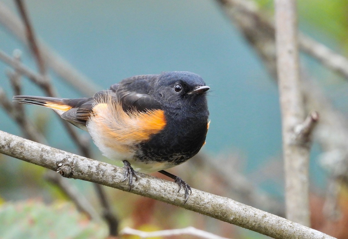 American Redstart - ML260700031