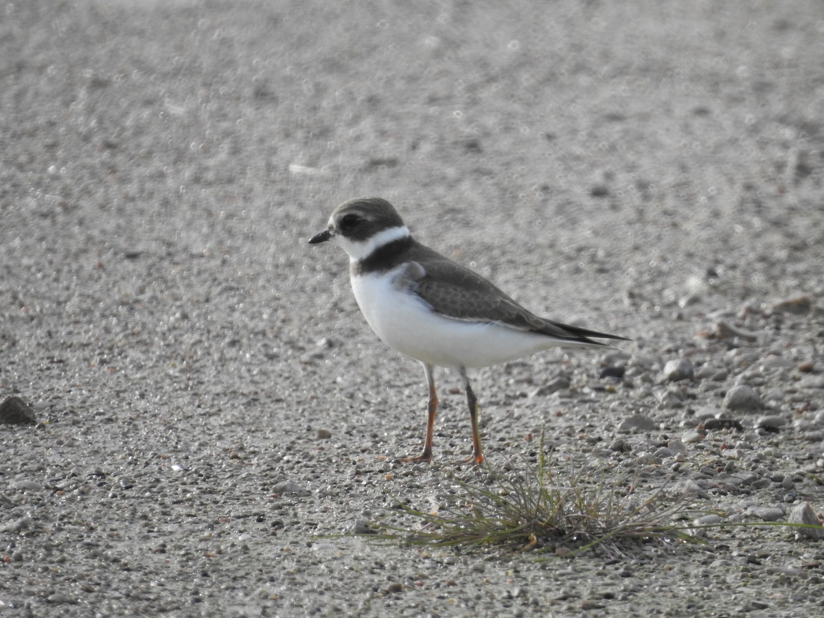 Semipalmated Plover - ML260700591