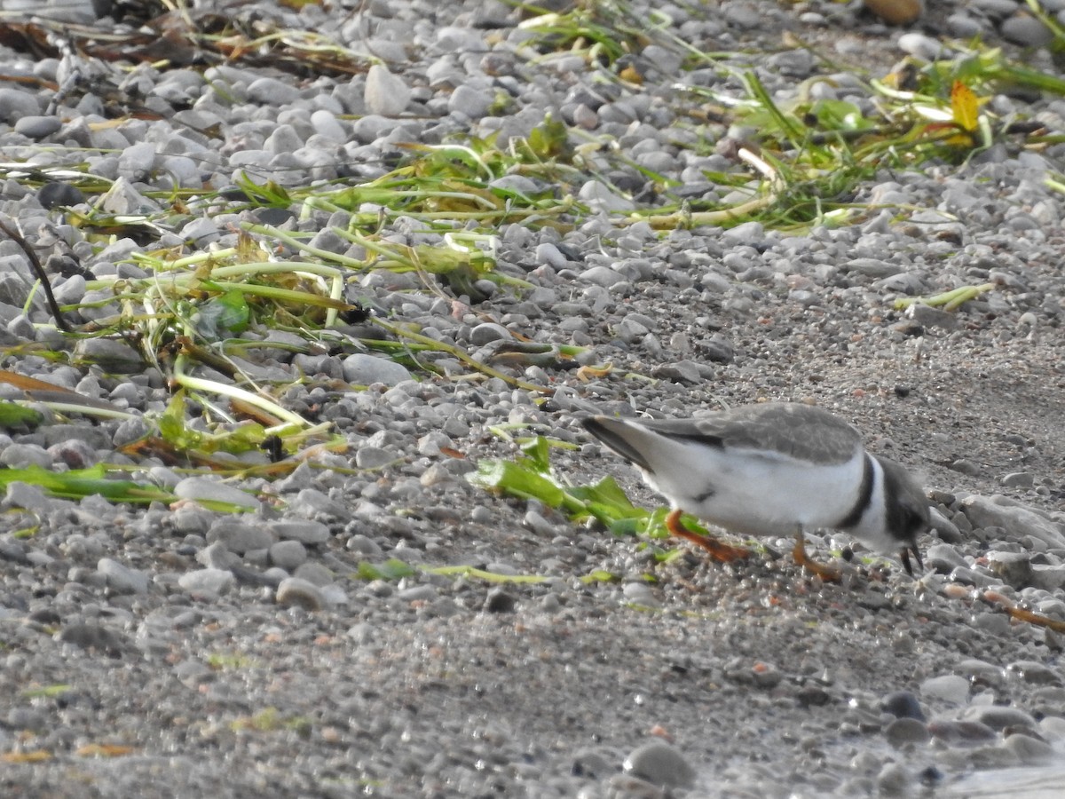 Semipalmated Plover - ML260701011