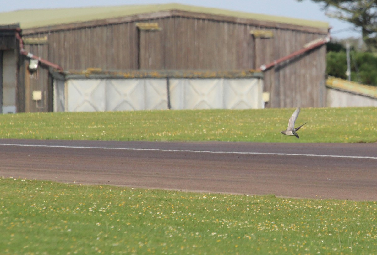 American Golden-Plover - ML26070121