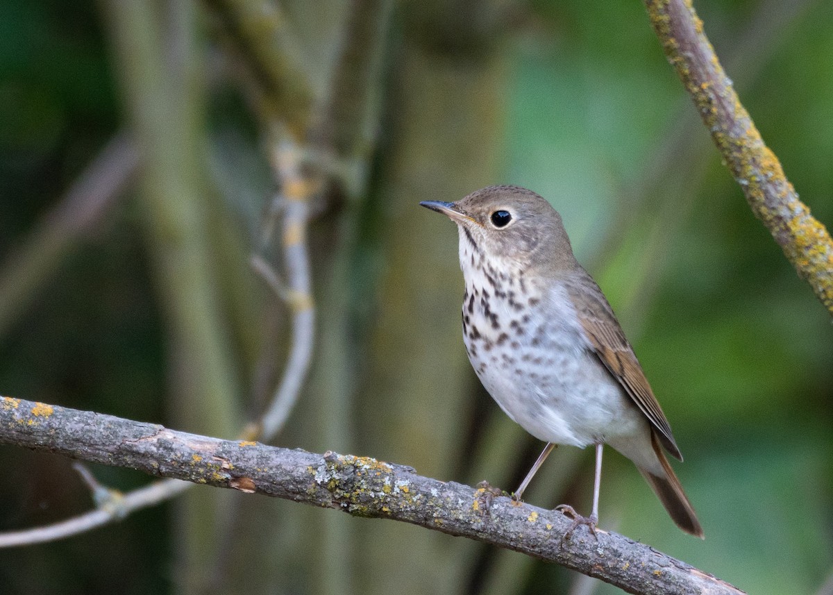 Hermit Thrush - ML260701261