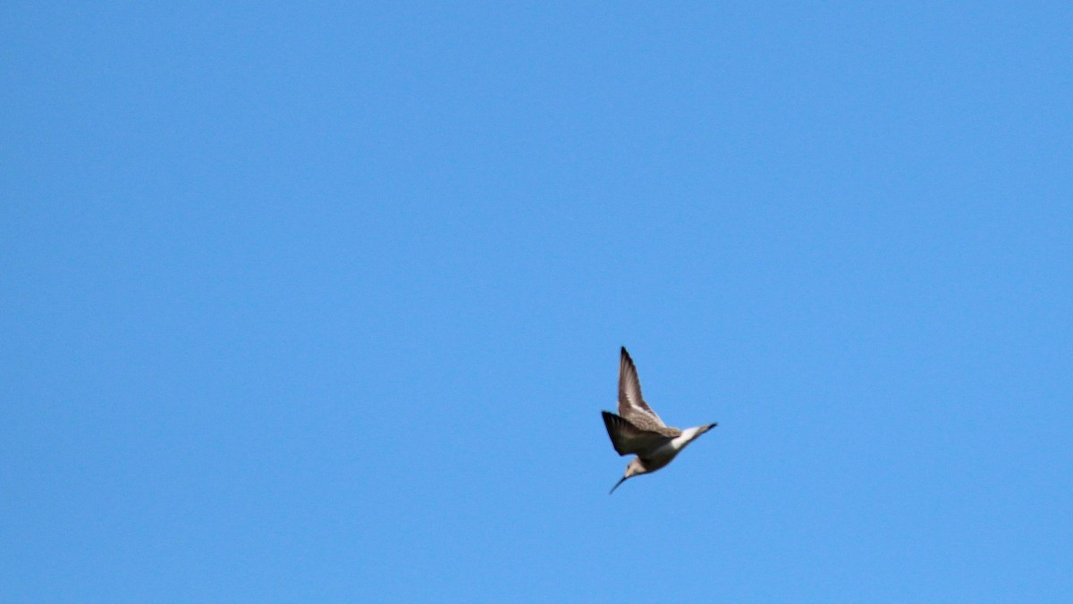 Curlew Sandpiper - ML26070131