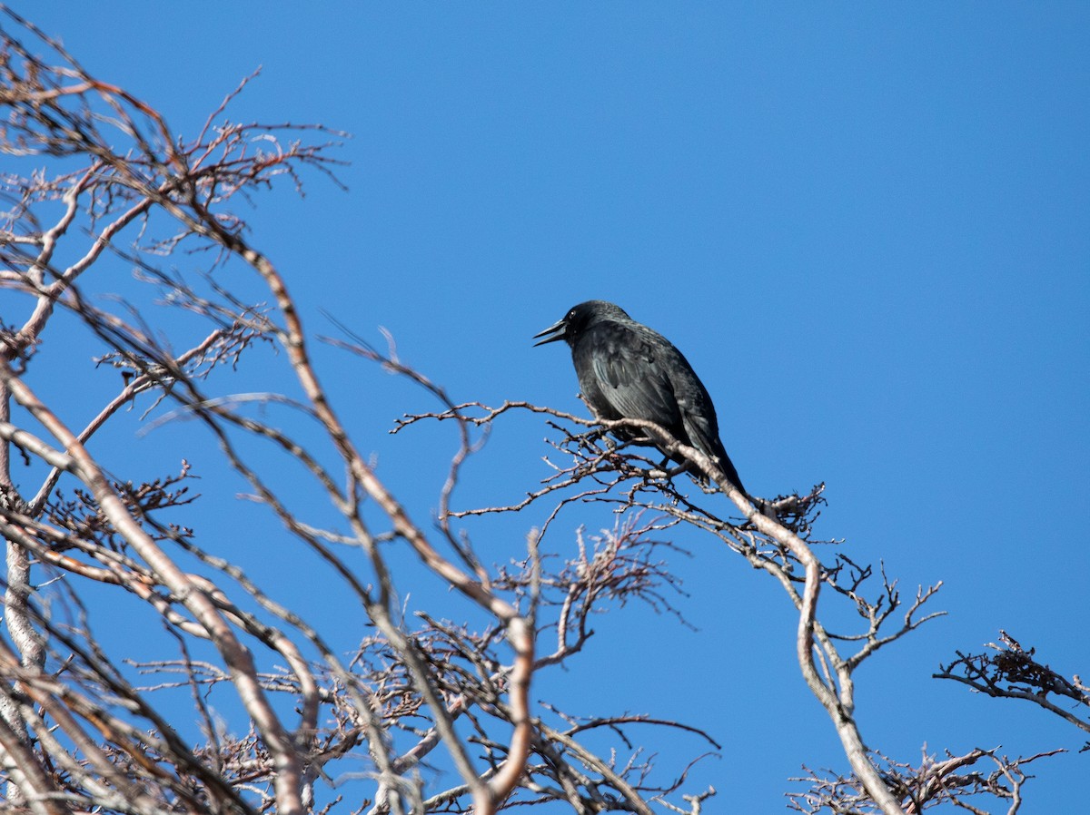 Austral Blackbird - Santiago Imberti