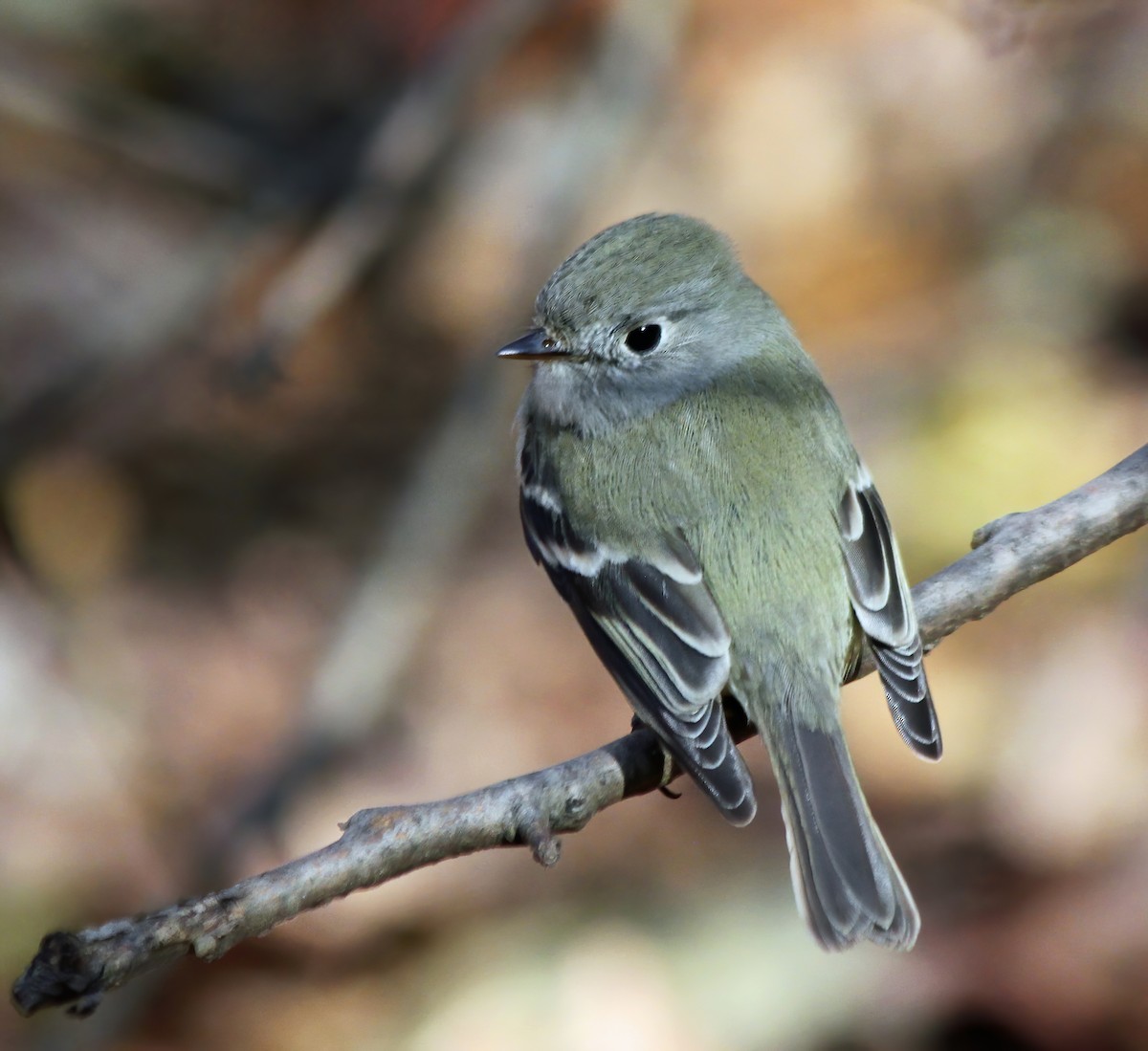 Hammond's Flycatcher - ML260701441