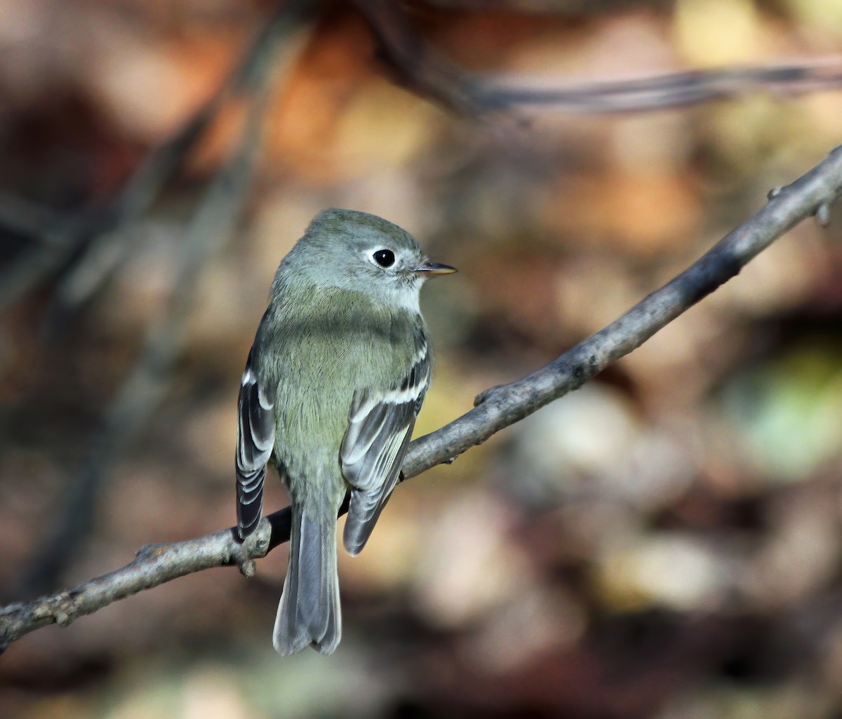 Hammond's Flycatcher - ML260701461