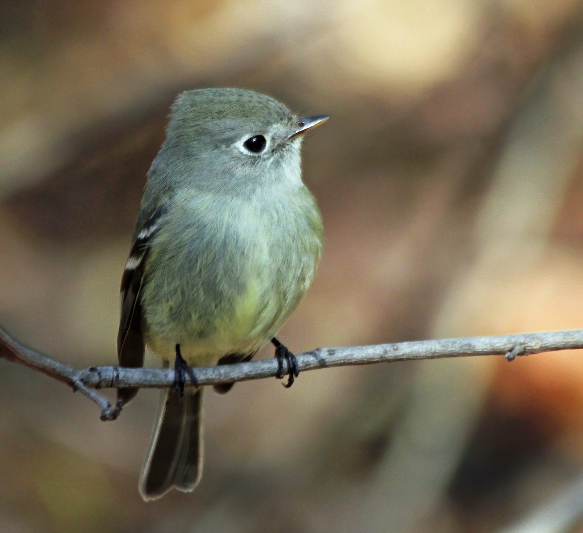 Hammond's Flycatcher - ML260701481