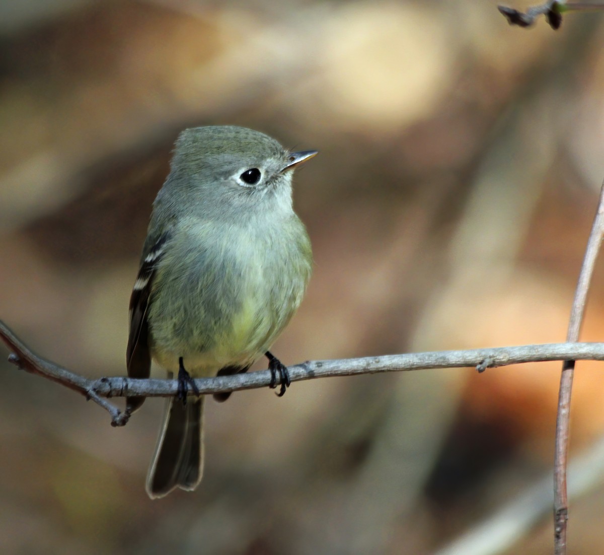 Hammond's Flycatcher - ML260701491