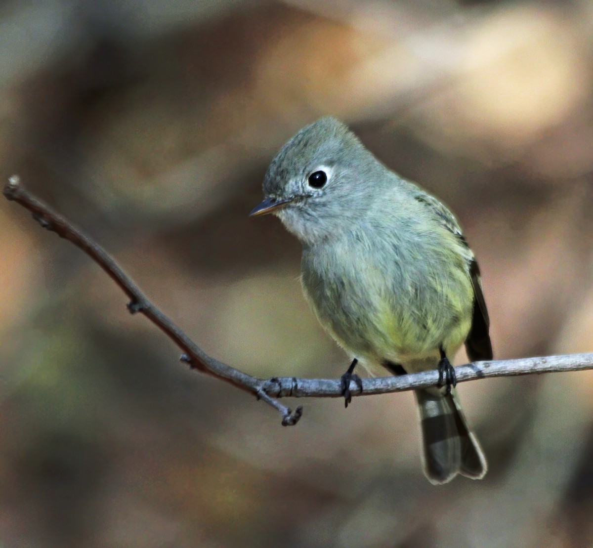 Hammond's Flycatcher - ML260701511