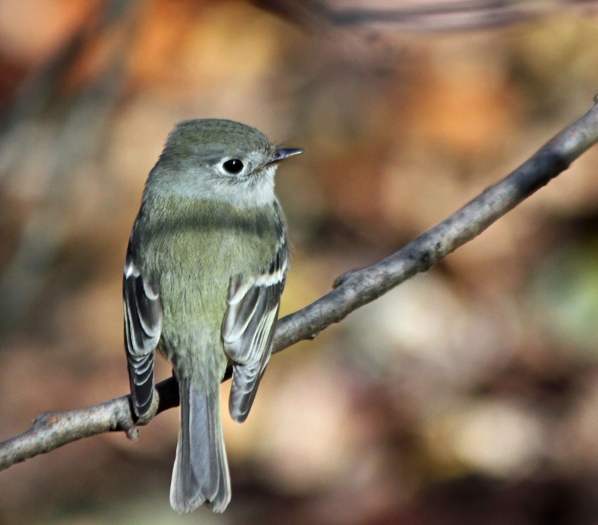 Hammond's Flycatcher - ML260701521