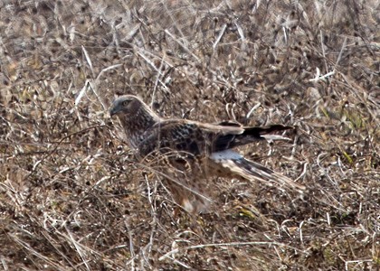 Northern Harrier - Lori Widmann