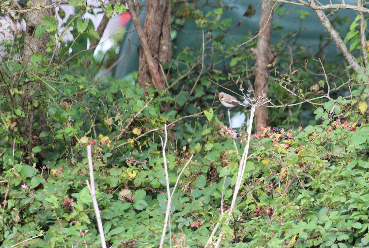 European Pied Flycatcher - Alexander Lees