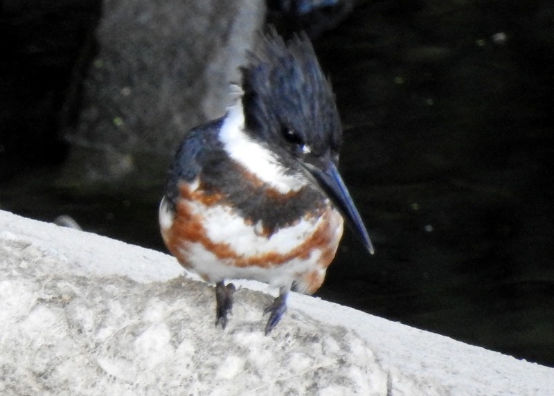 Belted Kingfisher - ML260705411