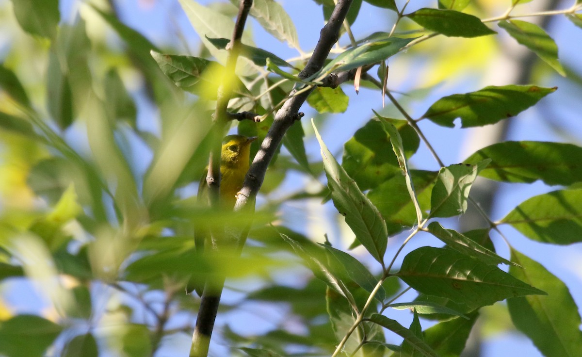 Wilson's Warbler - Jay McGowan