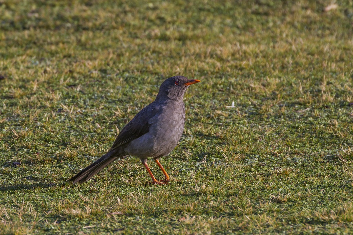 Great Thrush - ML26070671