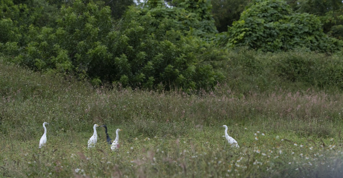 Little Blue Heron - ML260707111