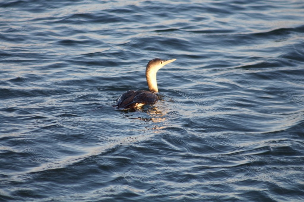 Red-throated Loon - ellen horak