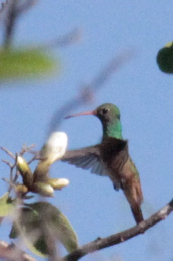 hummingbird sp. - ML26070831