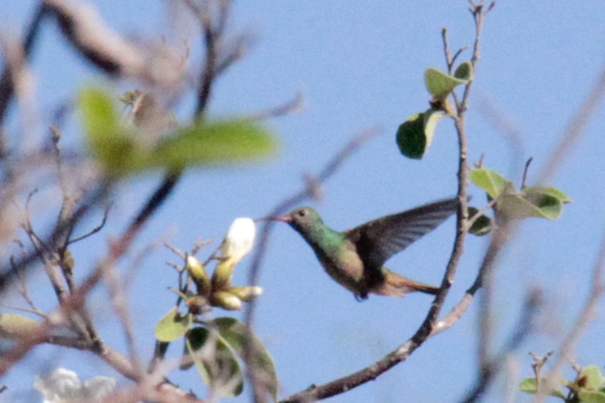 hummingbird sp. - ML26070841