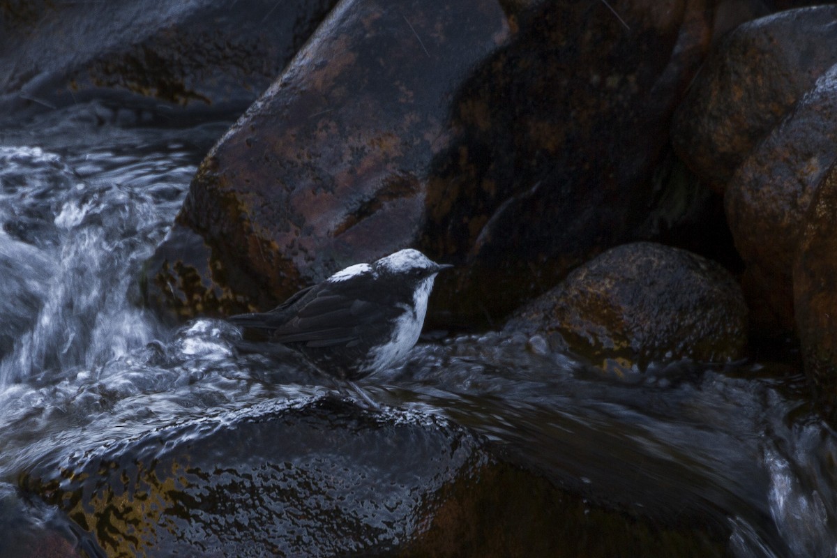 White-capped Dipper - ML26070901