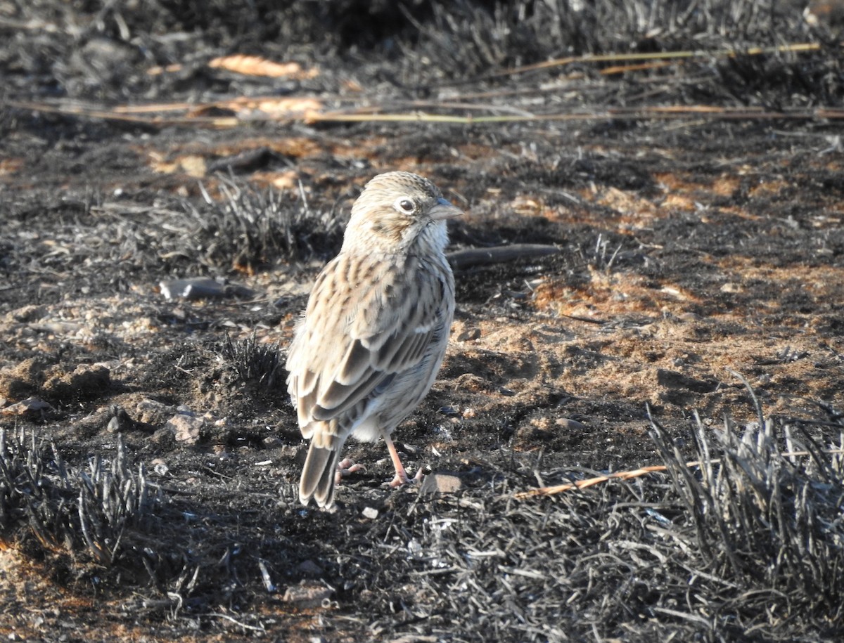 Vesper Sparrow - ML260709091