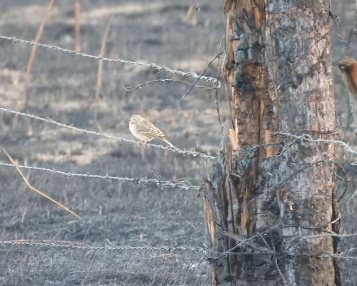 Vesper Sparrow - ML260709131