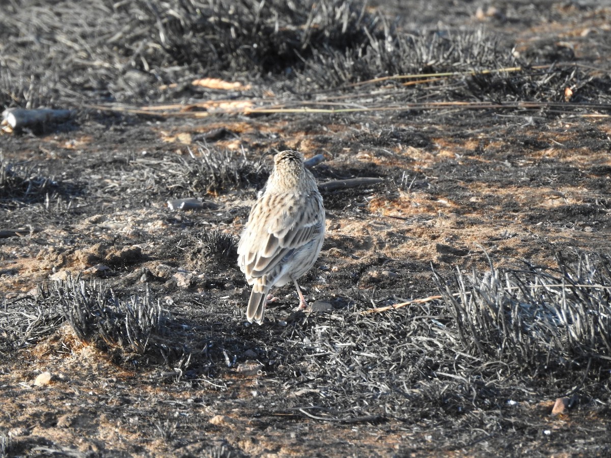 Vesper Sparrow - ML260709281