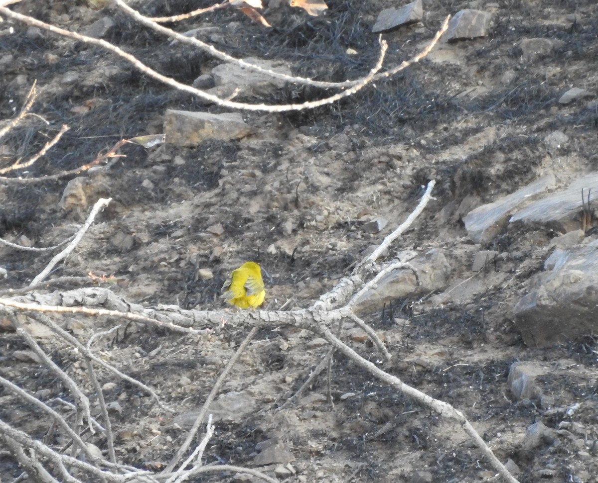 Wilson's Warbler - Shane Sater