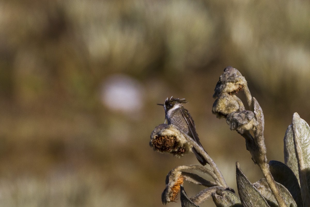 Green-bearded Helmetcrest - ML26070971