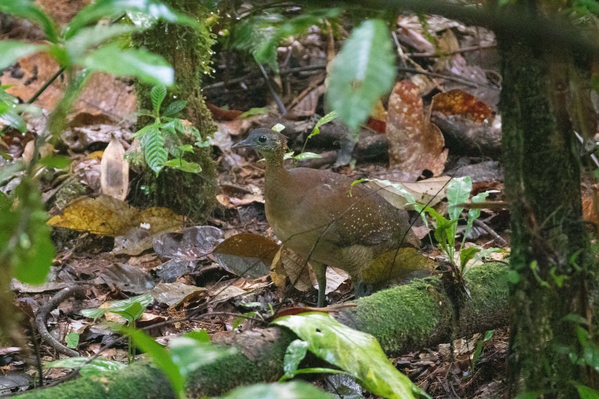 Tinamou à gorge blanche - ML260710121