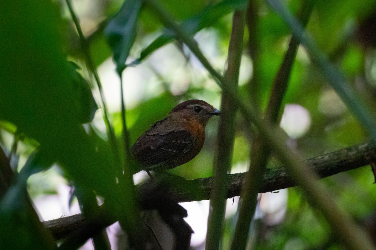 Ash-throated Gnateater - ML260710161