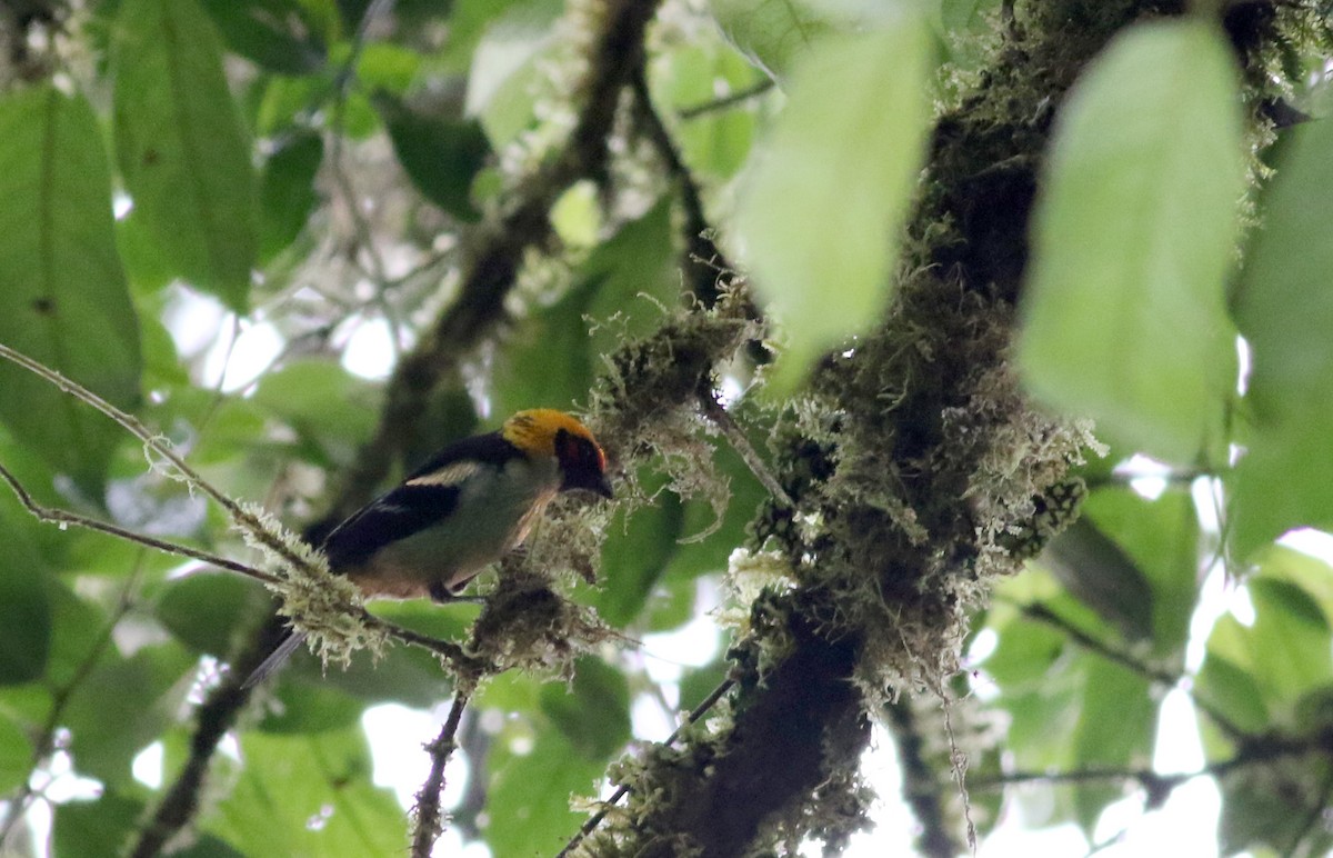 Alev Suratlı Tangara (parzudakii/urubambae) - ML26071181