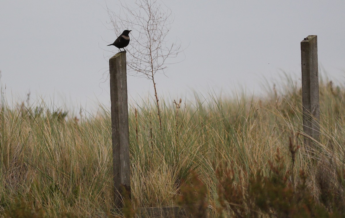 eBird Checklist - 27 Oct 2009 - Blakeney NNR--Blakeney Point - 3 species