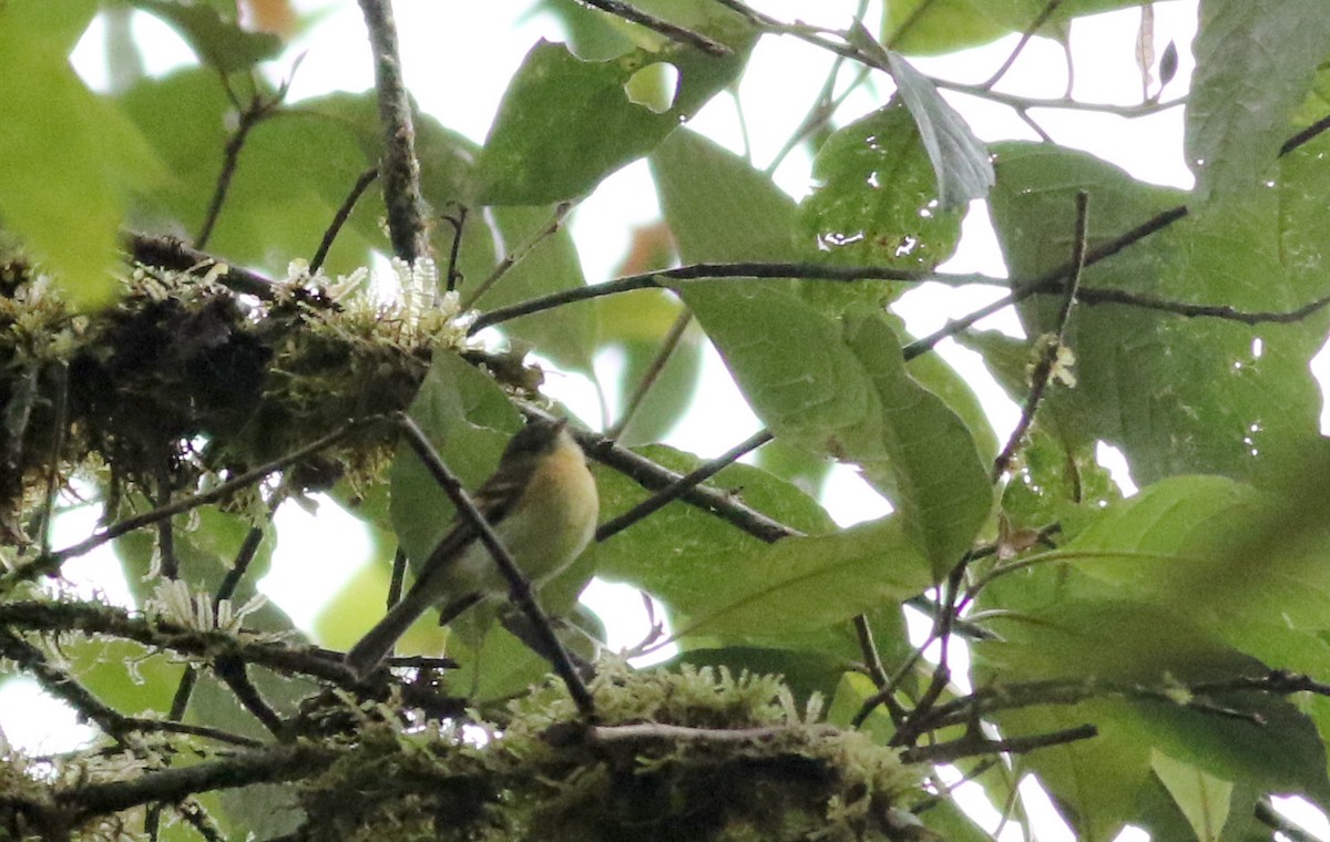 Handsome Flycatcher - ML26071261