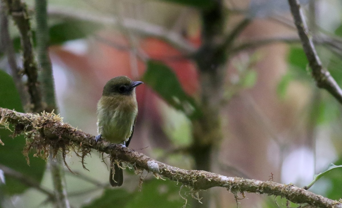 Fulvous-breasted Flatbill - ML26071351