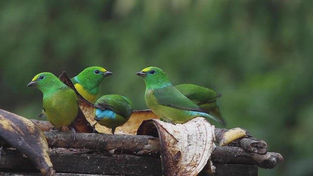 Blue-naped Chlorophonia - ML260713761