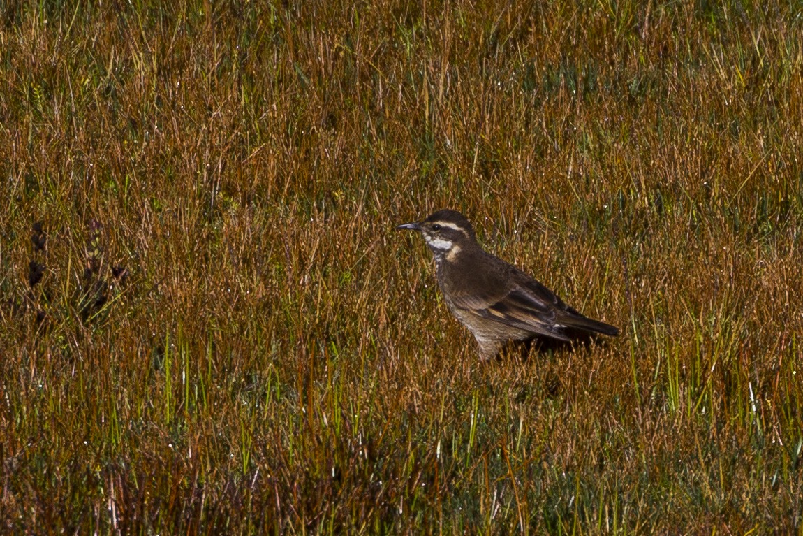 Chestnut-winged Cinclodes - ML26071401