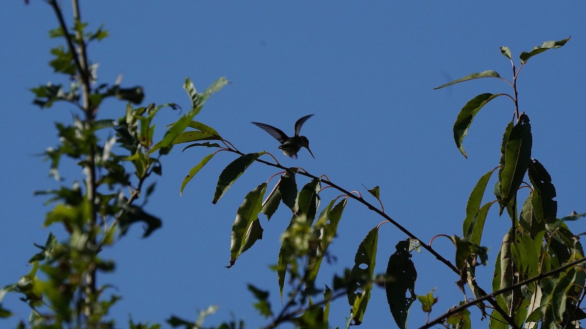 Ruby-throated Hummingbird - Javad Shahidi