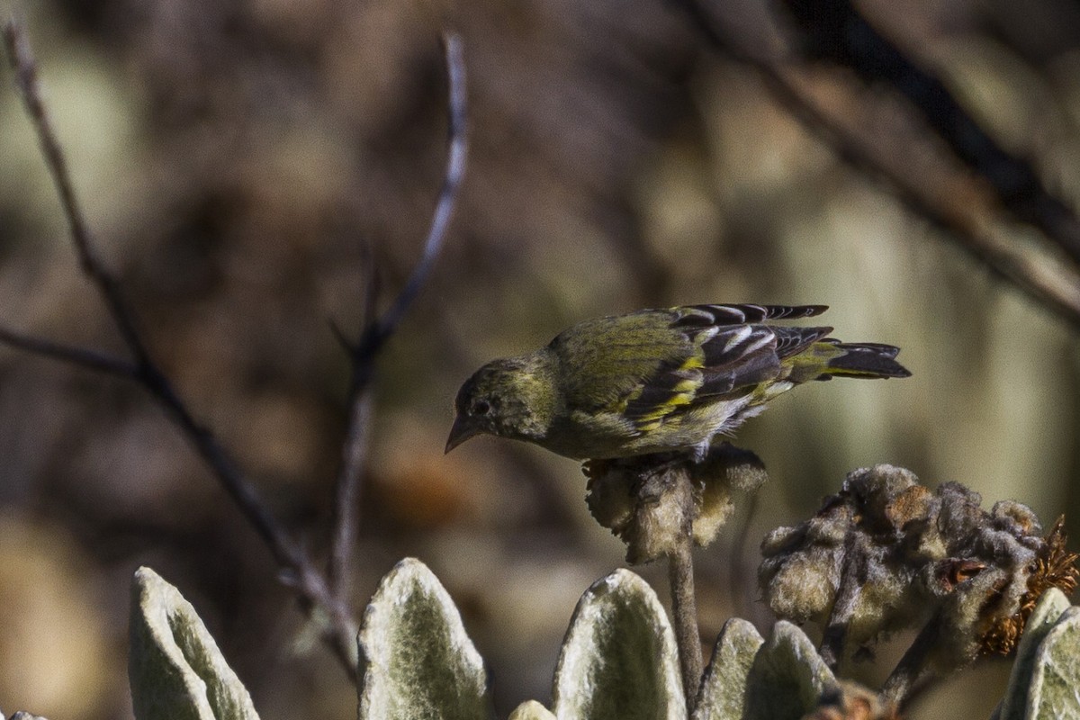 Andean Siskin - ML26071481