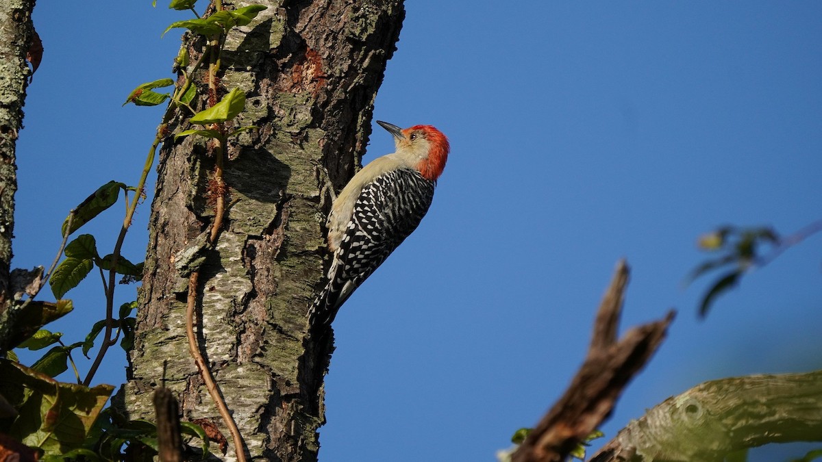 Red-bellied Woodpecker - Javad Shahidi