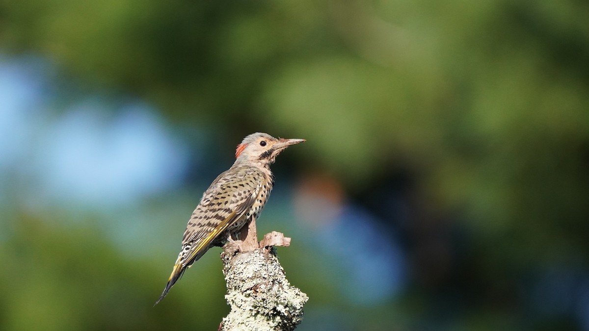 Northern Flicker - Javad Shahidi