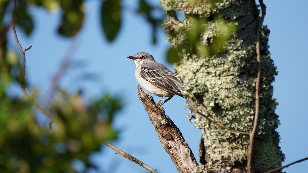 Northern Mockingbird - Javad Shahidi