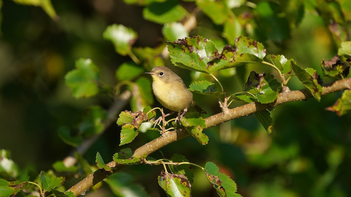 Common Yellowthroat - ML260715031