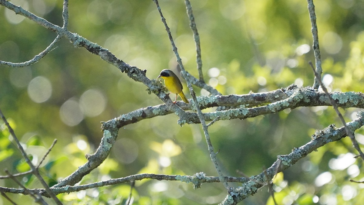 Common Yellowthroat - Javad Shahidi