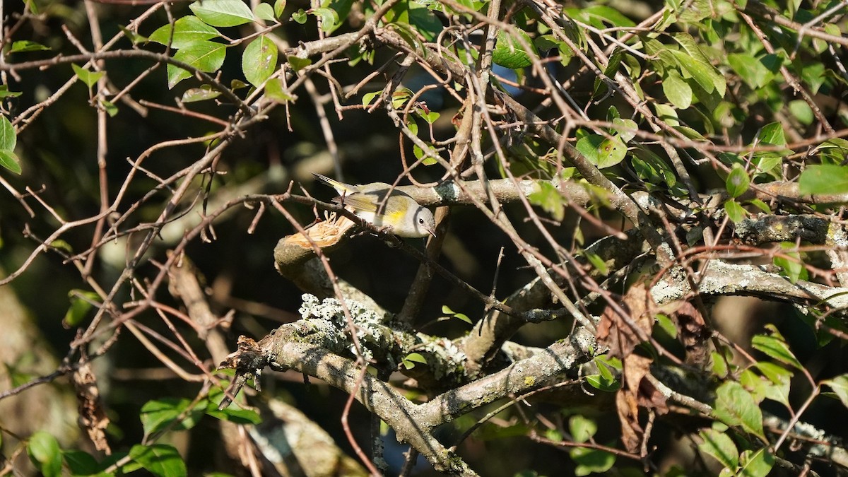 American Redstart - ML260715141