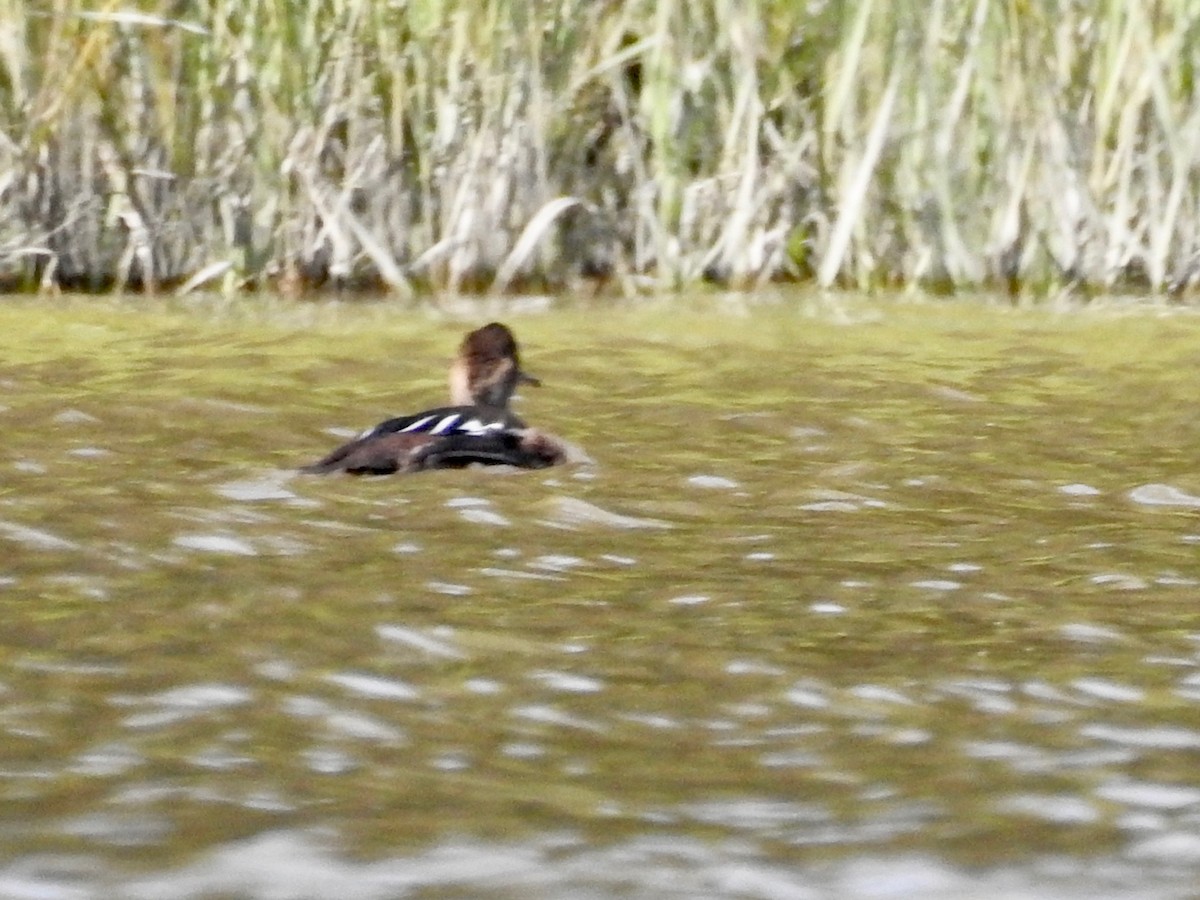 Hooded Merganser - ML260715161