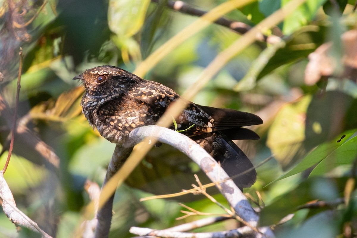 Blackish Nightjar - ML260715431