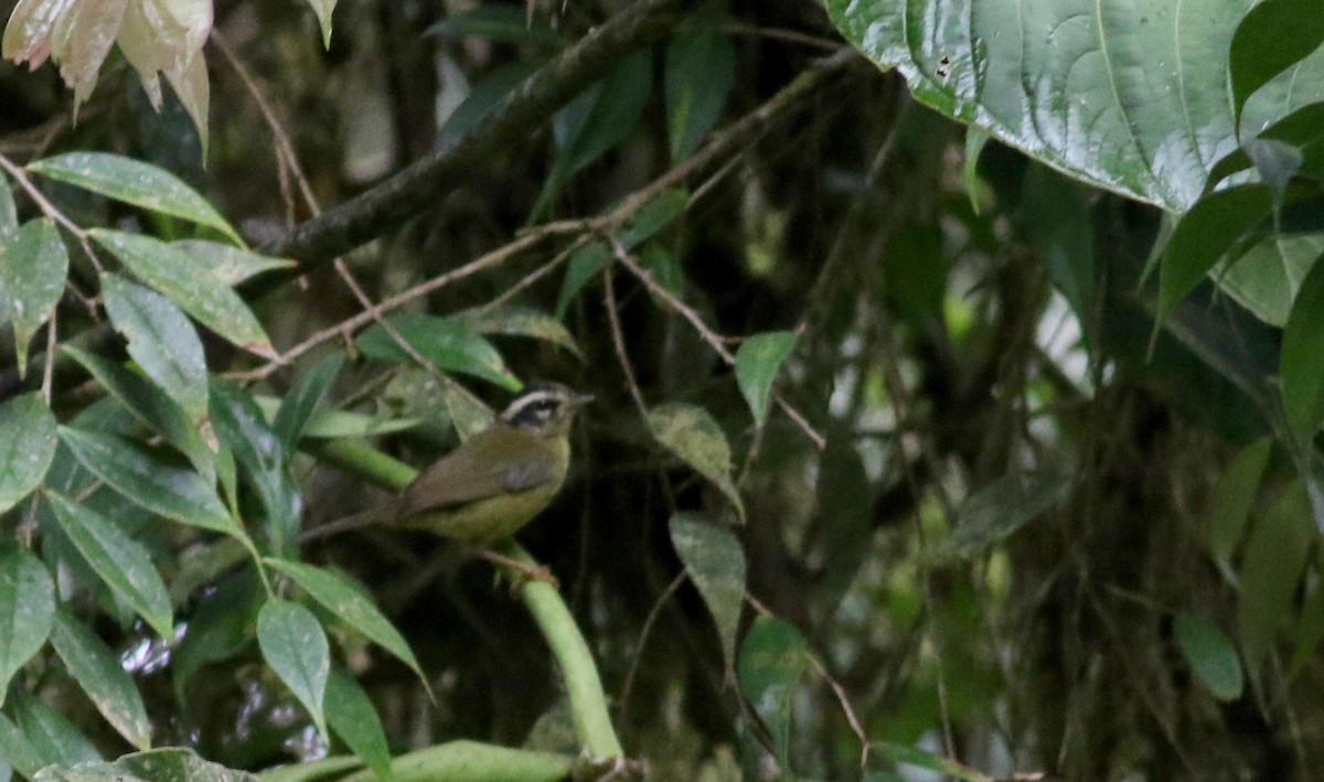 Reinita Cabecilistada - ML26071571