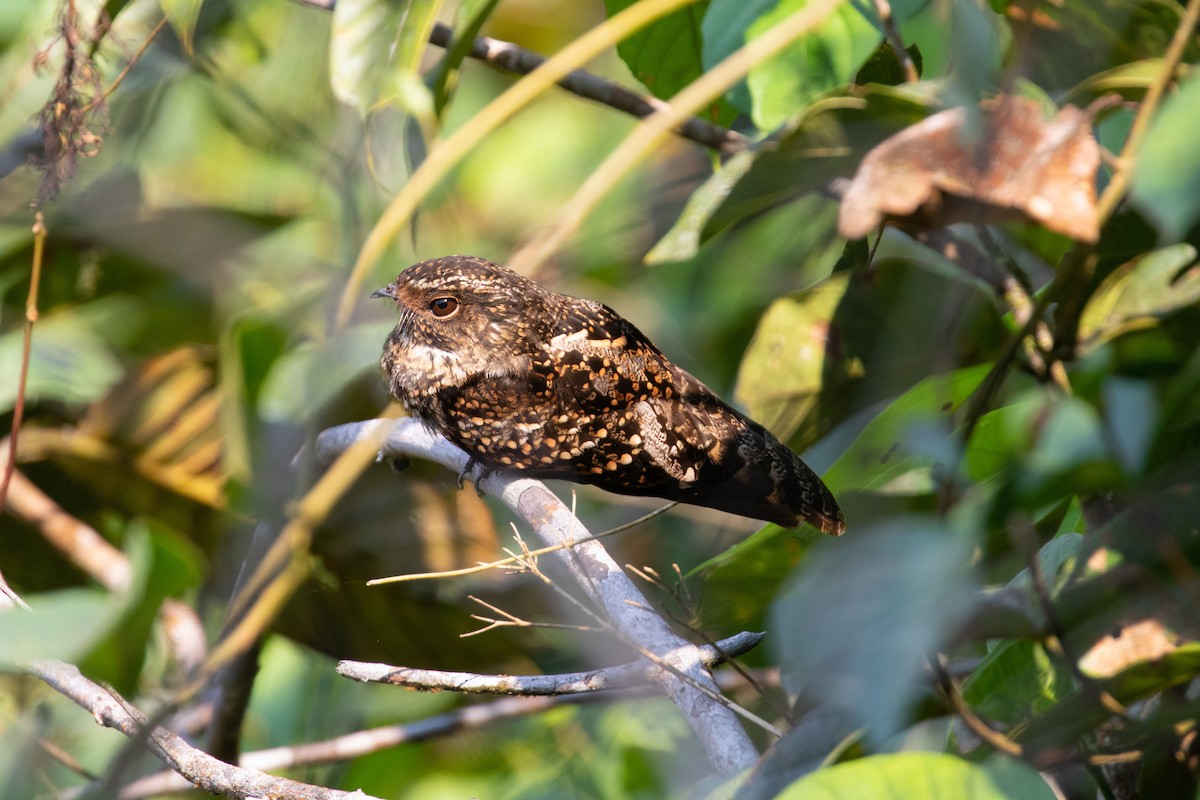 Blackish Nightjar - ML260715771