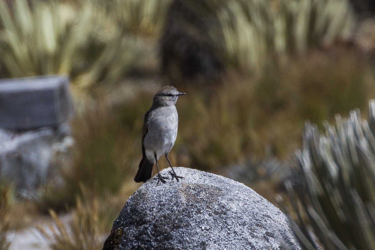 Plain-capped Ground-Tyrant - ML26071621