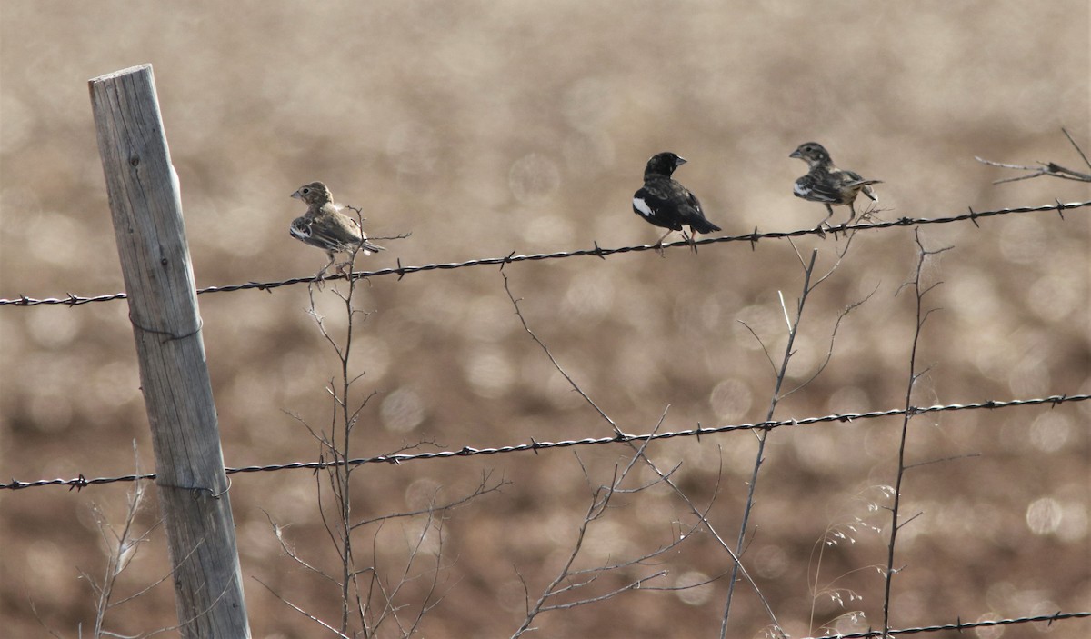 Lark Bunting - ML260716741